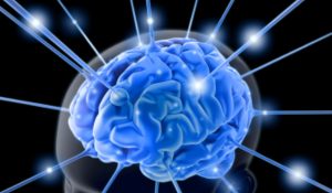 brain-763982