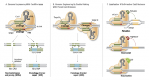 FA_Cas9_Fig2_Cas9forGenomeEditing