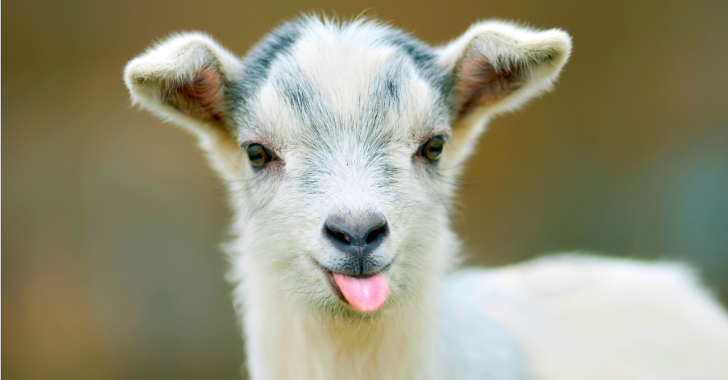goats