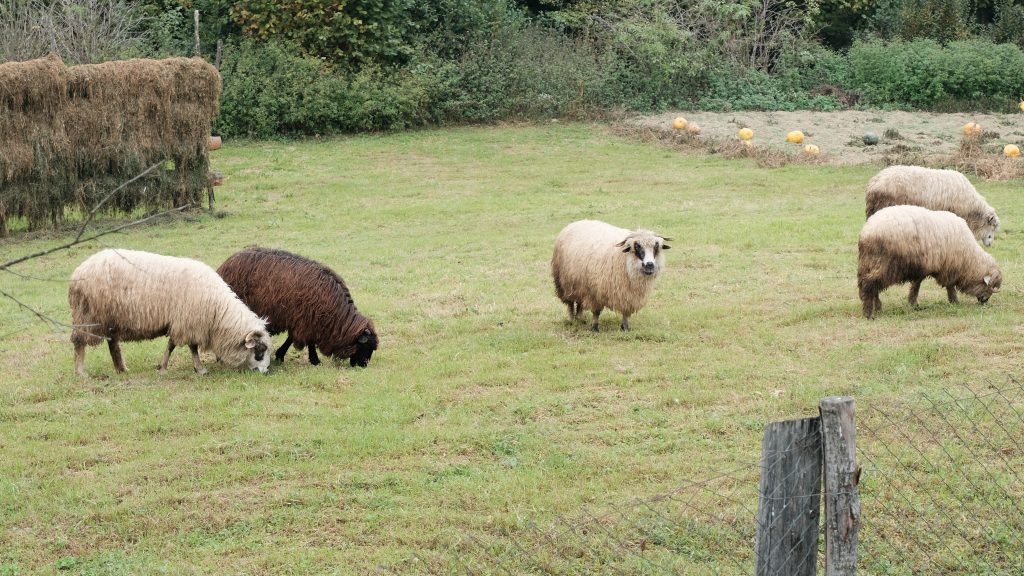 Sheep on a field