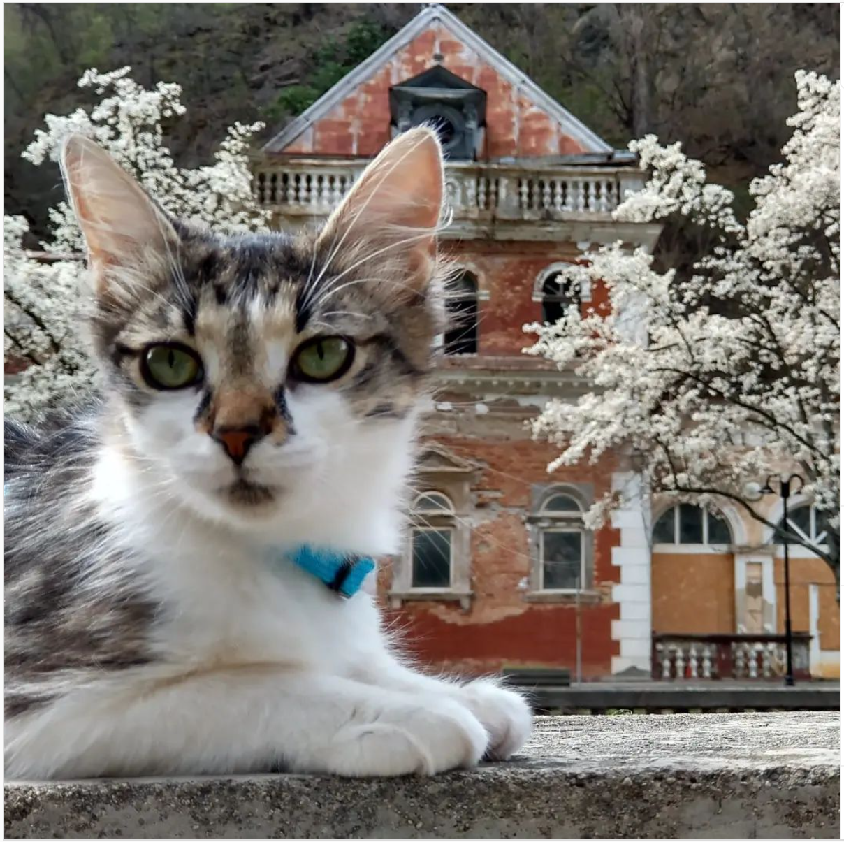 Puf, the cat