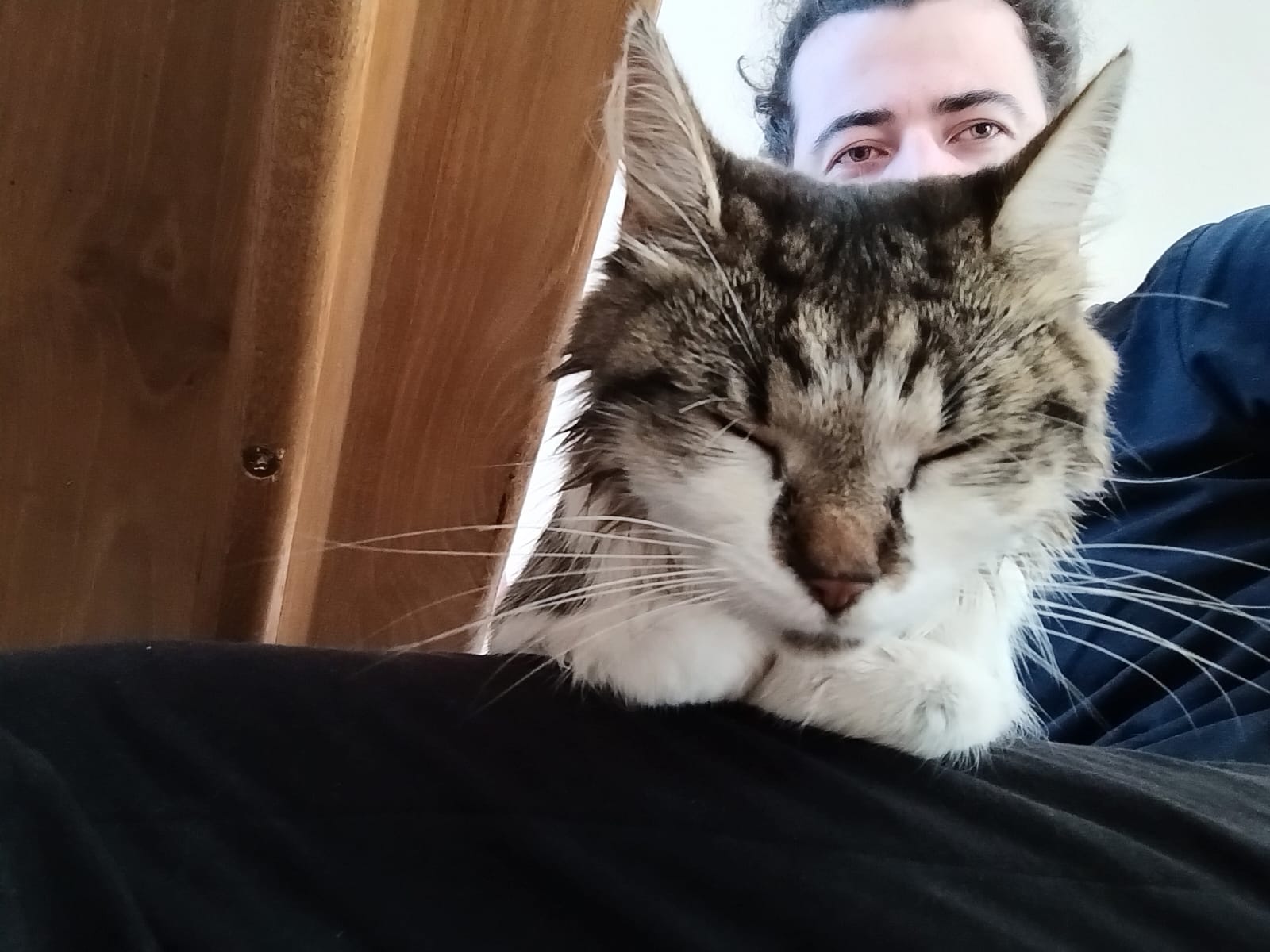 Picture of a cat relaxing