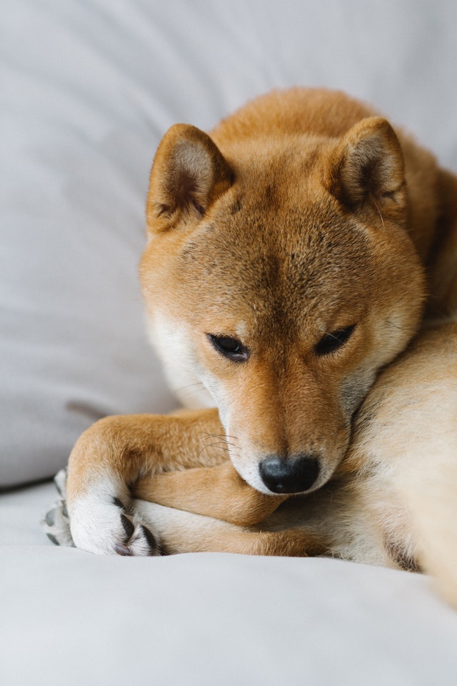 O altfel de iubire. Poza cu un caine din rasa Akita Inu, rasa din care face parte Hatchiko